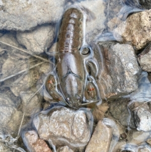 Cherax destructor at Farrer Ridge - 21 Dec 2023