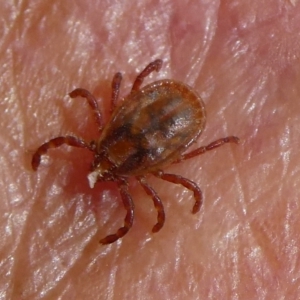 Ixodes sp. (genus) at QPRC LGA - 19 Dec 2023