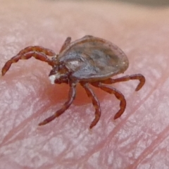 Ixodes sp. (genus) at QPRC LGA - suppressed