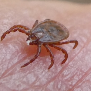 Ixodes sp. (genus) at QPRC LGA - 19 Dec 2023