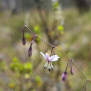 Arthropodium milleflorum at QPRC LGA - 21 Dec 2023