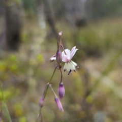 Arthropodium milleflorum at QPRC LGA - 21 Dec 2023 12:23 PM