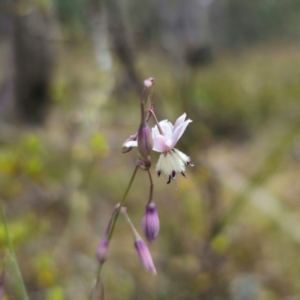 Arthropodium milleflorum at QPRC LGA - 21 Dec 2023