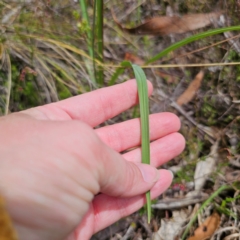 Arthropodium milleflorum at QPRC LGA - 21 Dec 2023