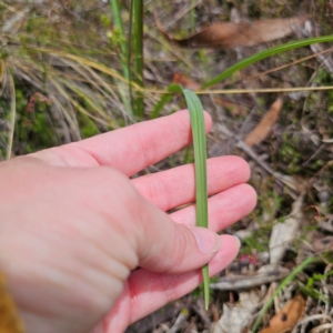 Arthropodium milleflorum at QPRC LGA - 21 Dec 2023 12:23 PM