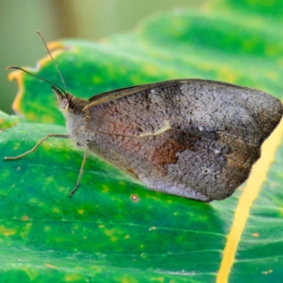 Heteronympha merope (Common Brown Butterfly) at Canberra Central, ACT - 20 Dec 2023 by Thurstan