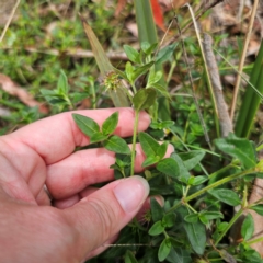 Opercularia hispida at QPRC LGA - 21 Dec 2023