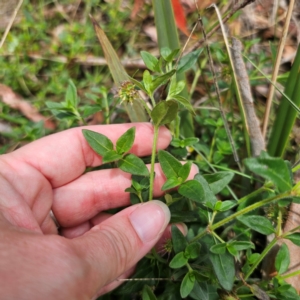 Opercularia hispida at QPRC LGA - 21 Dec 2023