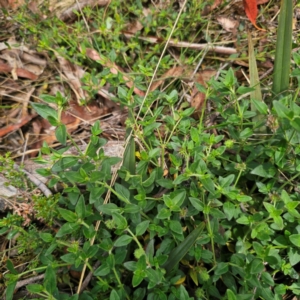 Opercularia hispida at QPRC LGA - 21 Dec 2023