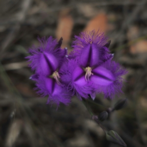 Thysanotus tuberosus subsp. tuberosus at QPRC LGA - 21 Dec 2023