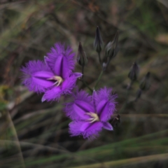 Thysanotus tuberosus subsp. tuberosus at QPRC LGA - 21 Dec 2023