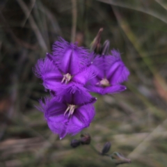 Thysanotus tuberosus subsp. tuberosus at QPRC LGA - 21 Dec 2023 12:10 PM