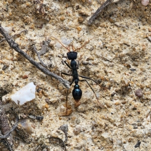 Myrmecia tarsata at QPRC LGA - 21 Dec 2023