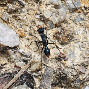 Myrmecia tarsata at QPRC LGA - 21 Dec 2023