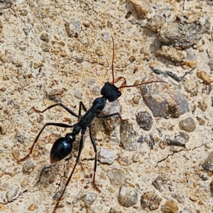 Myrmecia tarsata at QPRC LGA - 21 Dec 2023