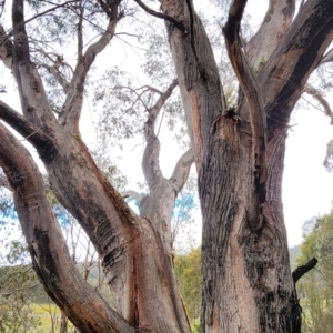 Eucalyptus dives at Namadgi National Park - 21 Dec 2023 01:06 PM