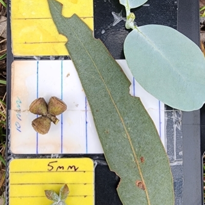 Eucalyptus cinerea subsp. triplex (Blue Gum Hill Argyle Apple) at Namadgi National Park - 21 Dec 2023 by Steve818