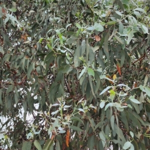 Eucalyptus cinerea subsp. triplex at Namadgi National Park - 21 Dec 2023 12:26 PM
