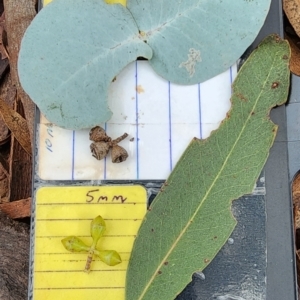 Eucalyptus rubida subsp. rubida at Booth, ACT - 21 Dec 2023