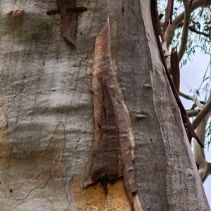 Eucalyptus rubida subsp. rubida at Booth, ACT - 21 Dec 2023