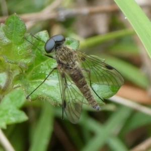 Chrysopilus sp. (genus) at QPRC LGA - suppressed