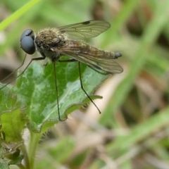 Chrysopilus sp. (genus) at QPRC LGA - suppressed