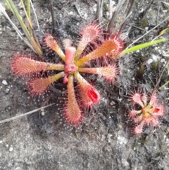 Drosera spatulata (Common Sundew) at Nadgee Nature Reserve - 21 Dec 2023 by VanceLawrence