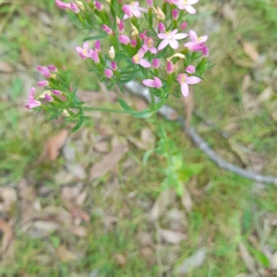 Centaurium sp. (Centaury) at Nadgee Nature Reserve - 20 Dec 2023 by VanceLawrence