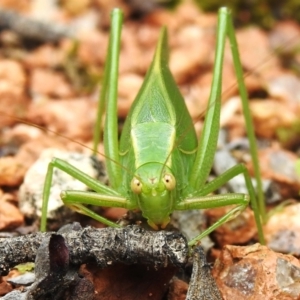 Caedicia simplex at Wanniassa, ACT - 21 Dec 2023