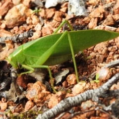 Caedicia simplex at Wanniassa, ACT - 21 Dec 2023