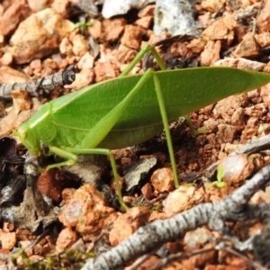 Caedicia simplex at Wanniassa, ACT - 21 Dec 2023 03:34 PM