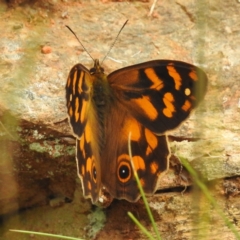 Heteronympha solandri (Solander's Brown) at Namadgi National Park - 21 Dec 2023 by HelenCross