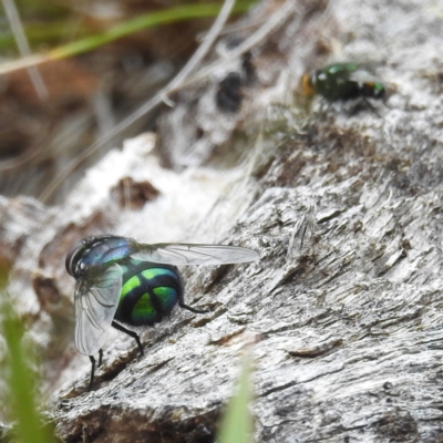 Rutilia (Chrysorutilia) sp. (genus & subgenus) (A Bristle Fly) at Cotter River, ACT - 21 Dec 2023 by HelenCross