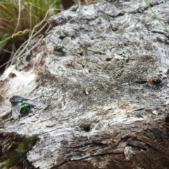 Rutilia (Chrysorutilia) sp. (genus & subgenus) at Namadgi National Park - 21 Dec 2023 12:45 PM