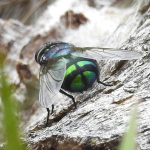 Rutilia (Chrysorutilia) sp. (genus & subgenus) at Namadgi National Park - 21 Dec 2023