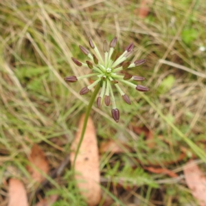 Oreomyrrhis eriopoda at Namadgi National Park - 21 Dec 2023