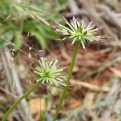 Oreomyrrhis eriopoda at Namadgi National Park - 21 Dec 2023