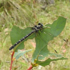 Eusynthemis guttata (Southern Tigertail) at Namadgi National Park - 21 Dec 2023 by HelenCross