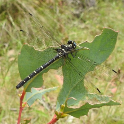 Eusynthemis guttata (Southern Tigertail) at Namadgi National Park - 21 Dec 2023 by HelenCross