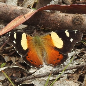 Vanessa itea at Namadgi National Park - 21 Dec 2023