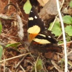 Vanessa itea at Namadgi National Park - 21 Dec 2023