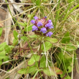 Prunella vulgaris at Namadgi National Park - 21 Dec 2023