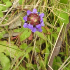 Prunella vulgaris at Namadgi National Park - 21 Dec 2023 12:54 PM