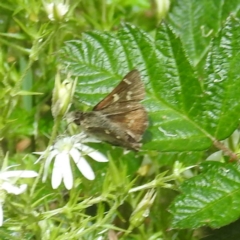 Pasma tasmanica (Two-spotted Grass-skipper) at Namadgi National Park - 21 Dec 2023 by HelenCross