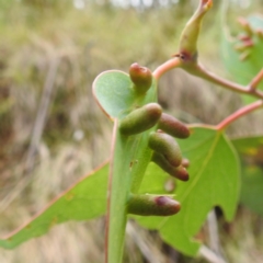 Monophlebulus sp. (genus) at Namadgi National Park - 21 Dec 2023 by HelenCross