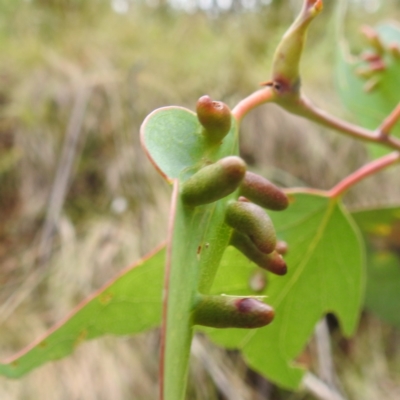 Monophlebulus sp. (genus) at Namadgi National Park - 21 Dec 2023 by HelenCross