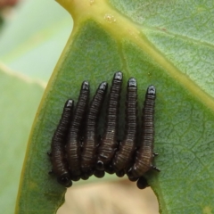 Perginae sp. (subfamily) (Unidentified pergine sawfly) at Namadgi National Park - 21 Dec 2023 by HelenCross