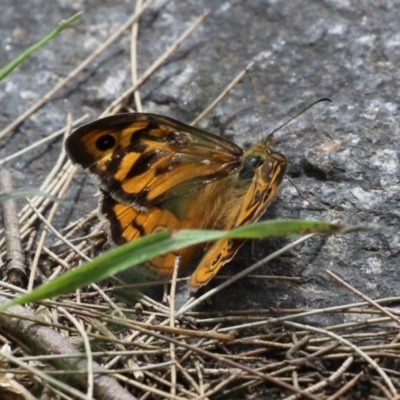 Heteronympha merope (Common Brown Butterfly) at Point Hut to Tharwa - 21 Dec 2023 by RodDeb