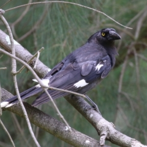 Strepera graculina at Point Hut to Tharwa - 21 Dec 2023 11:41 AM