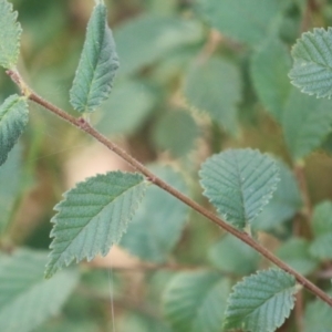 Ulmus procera at Point Hut to Tharwa - 21 Dec 2023